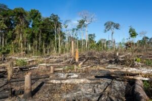 Regulation Deforestation