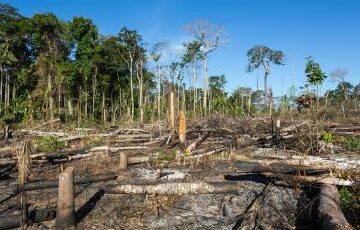 Regulation Deforestation