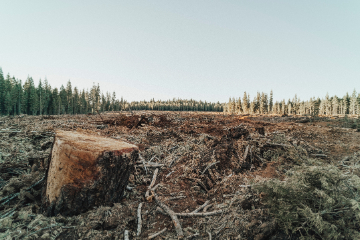 The New European Regulation on Deforestation and Forest Degradation